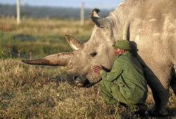 Zacharia Mutai, cuidador de la reserva de Ol Pejeta, acaricia a la rinoceronta Najin.