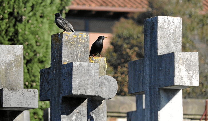 Pareja de estorninos en una tumba del cementerio de Bilbo.