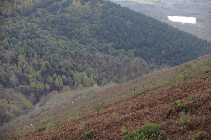 La superficie forestal arbolada sigue alcanzando el 54,8 % de la superficie total de la CAV.