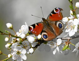 gara-2025-03-21-Noticia