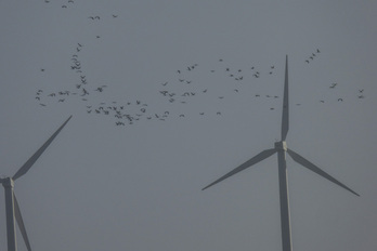 Aves sobrevolando un parque eólico en Baztan.