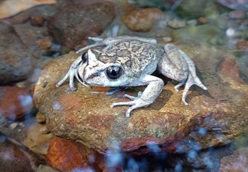 Según los científicos las ranas podrían ofrecer una nueva alternativa en la lucha contra las superbacterias.