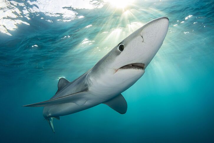 ‘Kantauri’ dokumentalaren fotograma bat.
