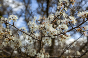 Una rama de un árbol de endrino en Mendabia.