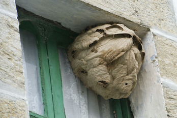 Liztor asiarren habia, artxiboko irudian