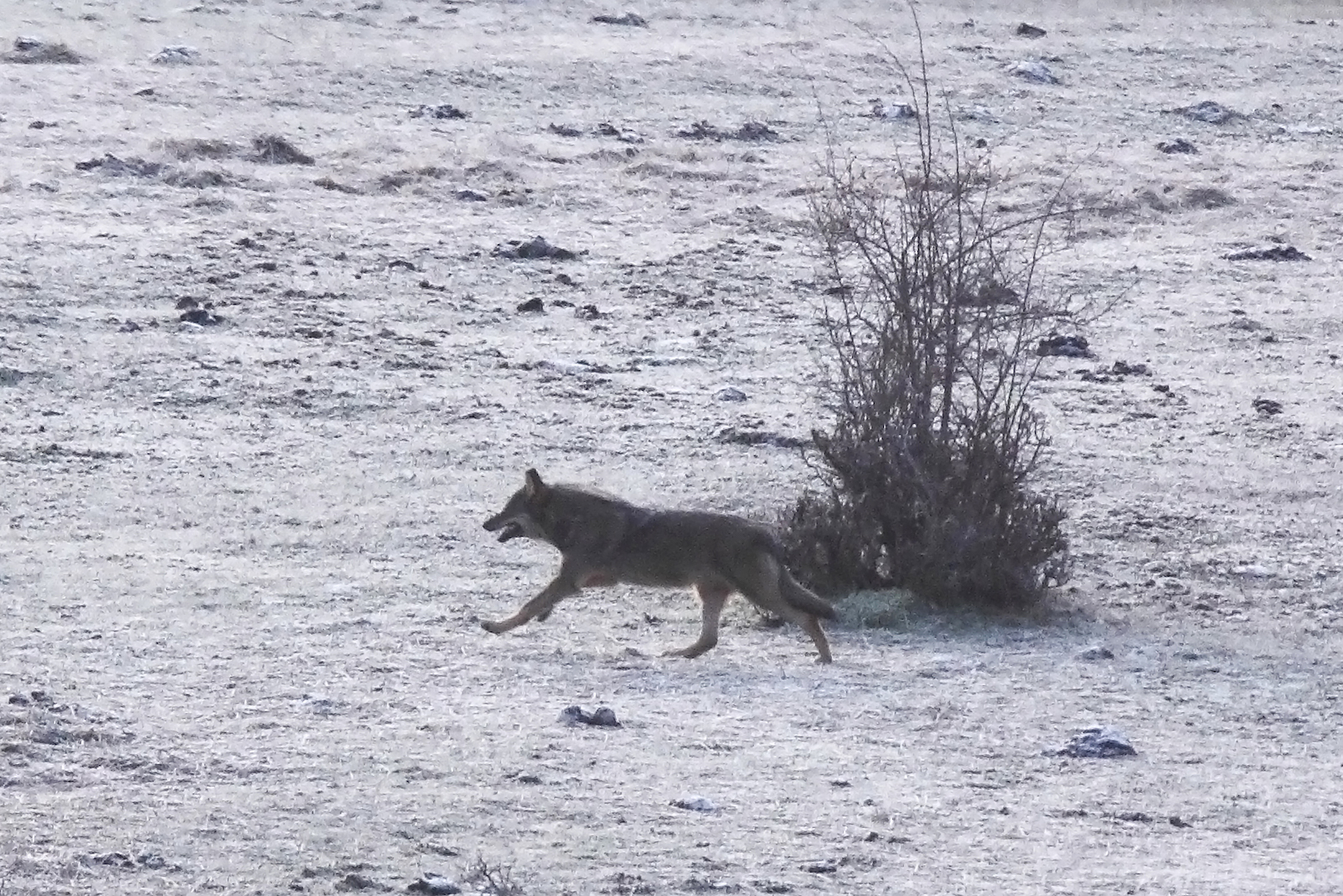 Una hembra de lobo, huyendo de cazadores en un punto no determinado entre Burgos y Araba. (DIRUS/Voluntariado Censo Lobo)