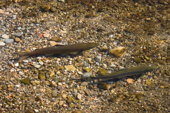 La situación del salmón es preocupante por la caída de su población.