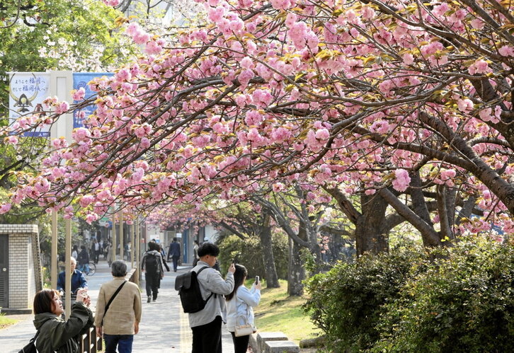 Las fotografías de los cerezos en flor son habituales en Japón.