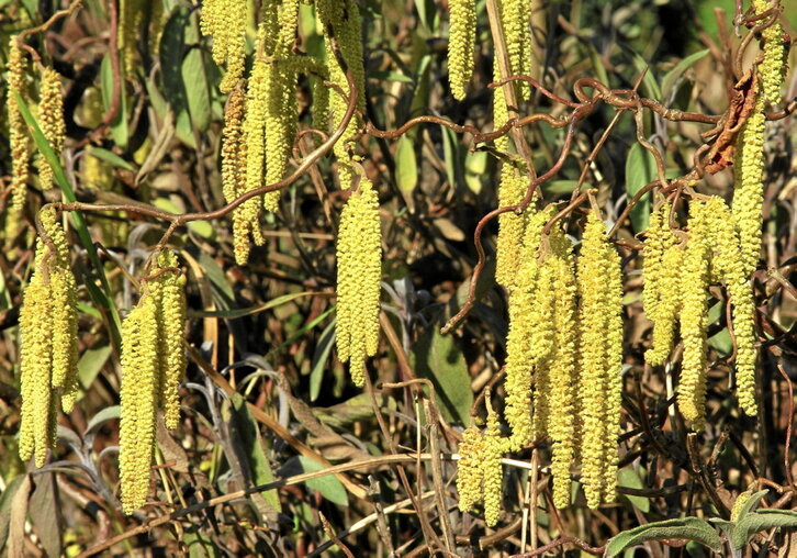Los captadores instalados en Euskal Herria detectan y miden los niveles diarios de una treintena de polenes alergénicos.