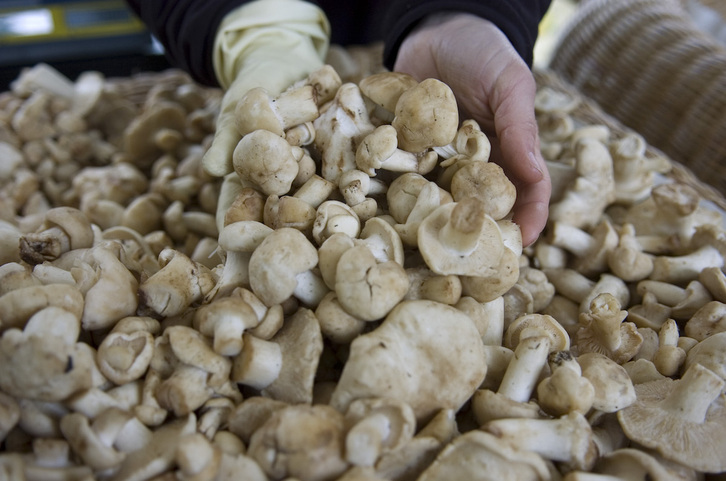 Perretxiko, un alimento exclusivo en San Prudencio.