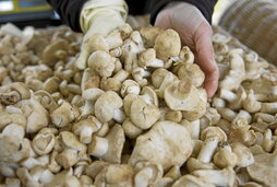 Perretxiko, un alimento exclusivo en San Prudencio.