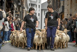 Ordizian, 1.500 ardi inguru, Artzain Egunean.