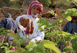 Khalafallah al-Talhi, en su plantación de rosas de Damasco.