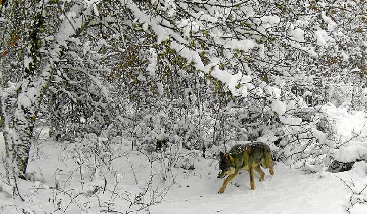 Dos imágenes recientes de ejemplares concretos de lobo que, ocasionalmente, incursionan en Euskal Herria.