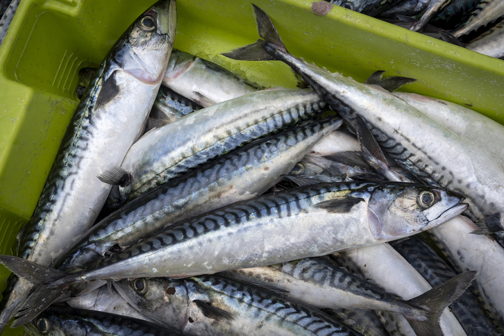 Berdela, Mutrikuko berdel egunean.