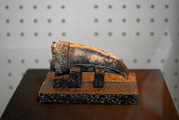 Pico de tucán, uno de los pequeños objetos del ajuar funerario hallado junto a la mujer.