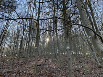 Baso-gela, Bermeoko Udalak utzitako onura publikoko mendi batean dago.