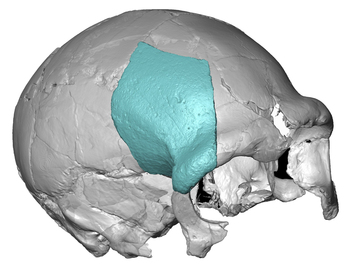 Karrantzan aurkitutako buru-hezurra, Bizkaiko zaharrena Gomezen ikerketek ondorioztatutakoaren arabera.