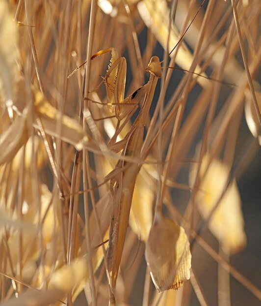 Ia bereizi ezina den Mantis otoindo bat, albardin edo espartzuen urrezko multzoen artean.