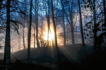 Baso bateko zuhaitzak bezain anitzak dira familiak.