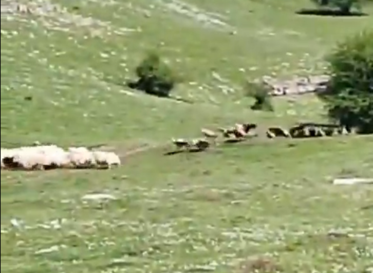 Captura del vídeo subido a redes sociales. 