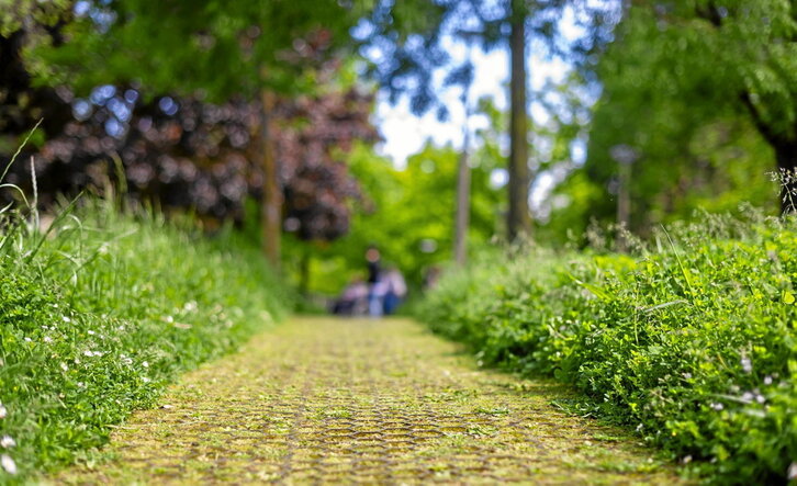 Crecimiento sin control de la hierba en algunas parcelas de Gasteiz.