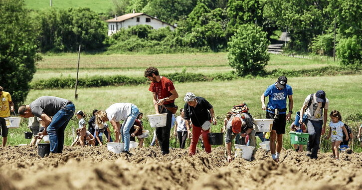 Hainbat pertsona, maiatzaren 17an, Marieneko lurretan haziak ereiten.