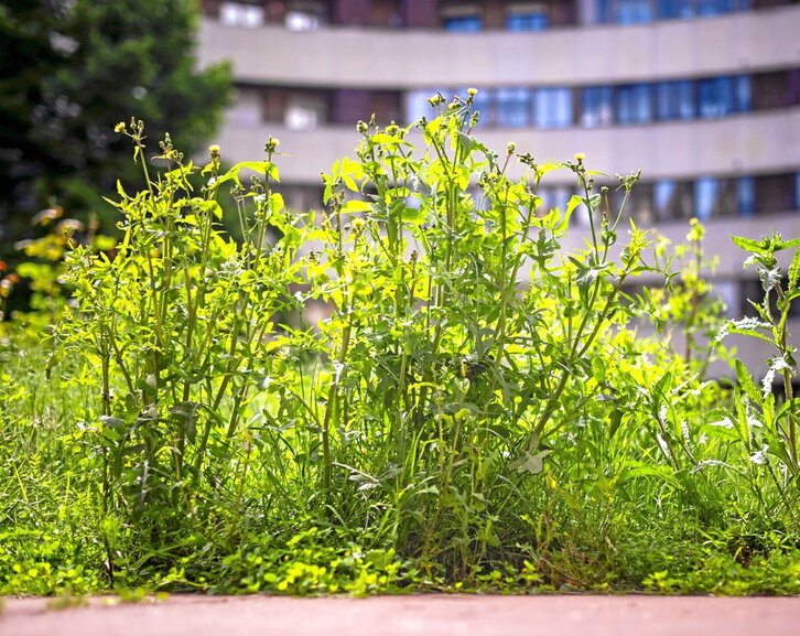 Duela 59 egun hasi zen lorezainen greba, eta eraginak nabarmenak dira.