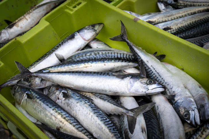 La población del verdel continúa bajando año tras año.