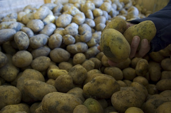 Tubérculos de patata en una explotación de Araba.