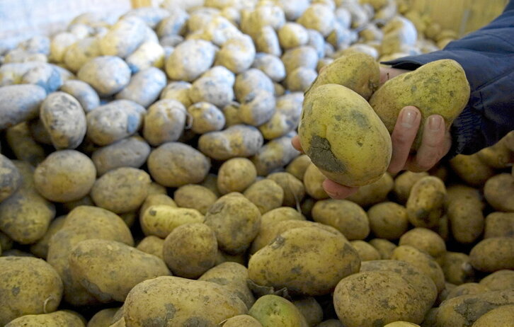 Tubérculos de patata en una explotación de Araba.