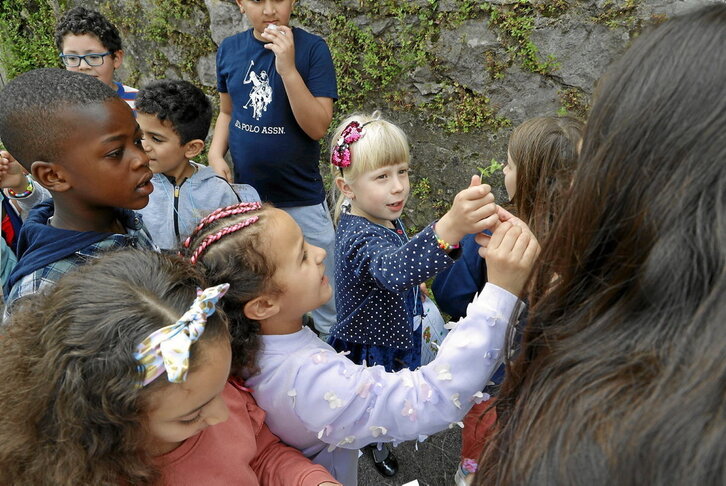 Urumea Ikastolako lehen mailako ikasleak horma zaharrean sendabelarrak identifikatzen eta biltzen.