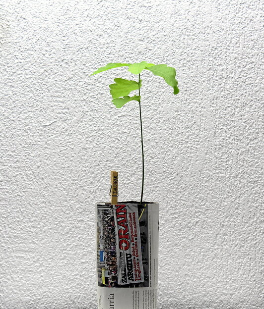 Haritz sortu berri bat, Zaldibar izendatua, bataio argazkian egunkariko bere orrialdearekin jantzita. Asier Gogortza Asensio