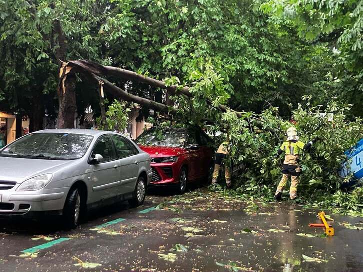 Bomberos intentan retirar uno de los árboles caídos este viernes.