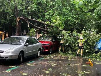 Bomberos intentan retirar uno de los árboles caídos este viernes.