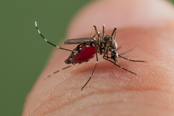 Un mosquito tigre alimentándose de sangre. 