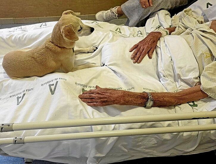 Imagen de un perro en un hospital andaluz.