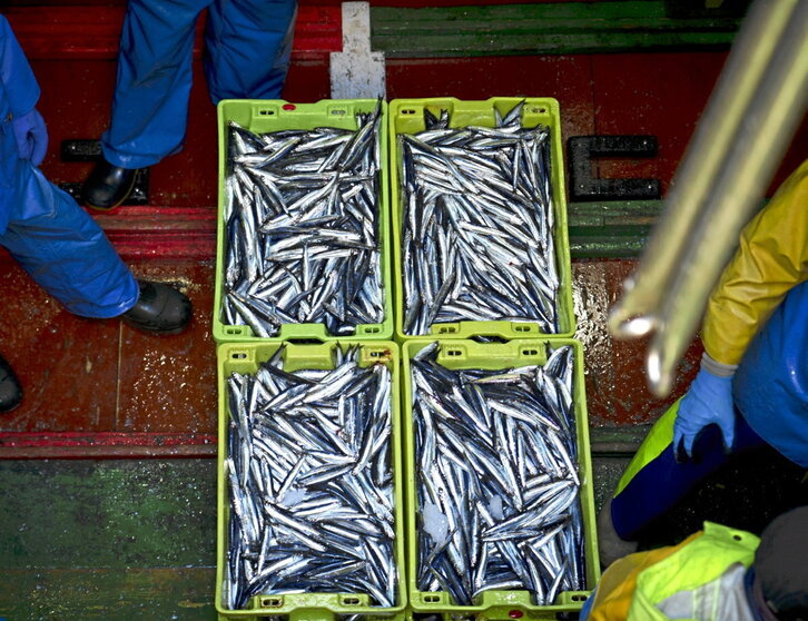 Getariako portuan antxoa sartzen, artxiboko irudian.