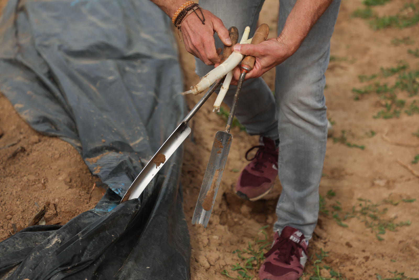 Complicada ha resultado la recogida de la presente campaña. (GOBIERNO DE NAFARROA)