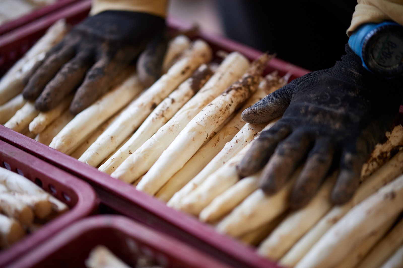 Las conserveras no han dispuesto de la producción necesaria para atender su demanda. (INTIA)