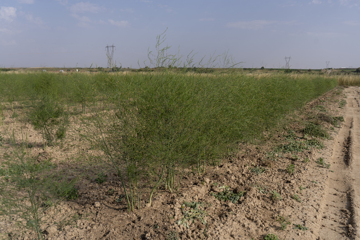 Esparragueras, ya crecidas, después de haber recogido solo fruto en verde debido al mal tiempo.