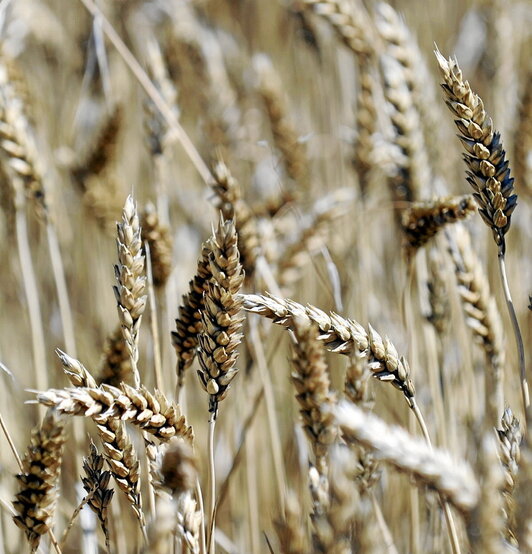 Campo de trigo antes de la cosecha en la localidad navarra de Beriain