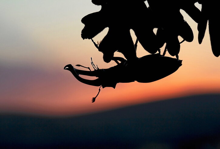 Este es un ensayo fotográfico en el que se intentan plasmar los momentos más fascinantes de la vida de este escarabajo.