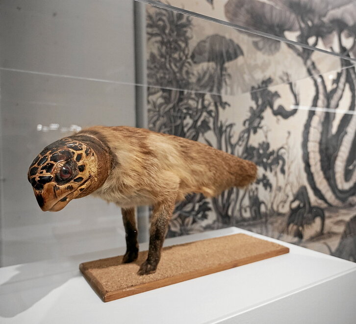 Uno de los animales disecados que pueden apreciarse en la muestra «Nostrorum historia», de Joan Fontcuberta.