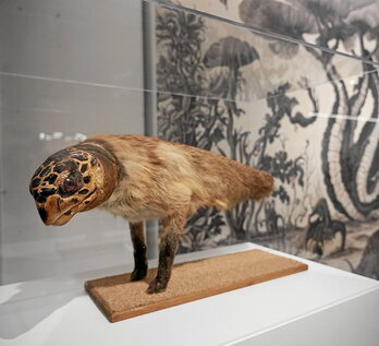 Uno de los animales disecados que pueden apreciarse en la muestra «Nostrorum historia», de Joan Fontcuberta.