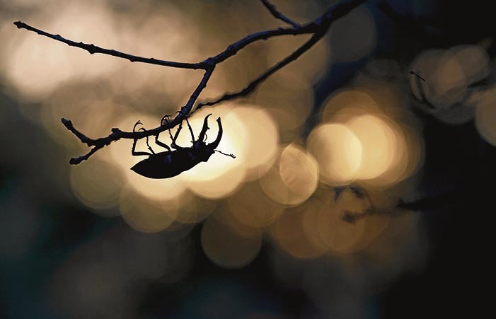 Este ensayo lleva al lector a momentos capturados en las horas crepusculares y nocturnas. Son ambientes fantásticos dentro de los viejos robledales en los que habita y transmiten sensaciones al contemplarlos inmersos en esas atmósferas entre dos luces de estos bosques centenarios.