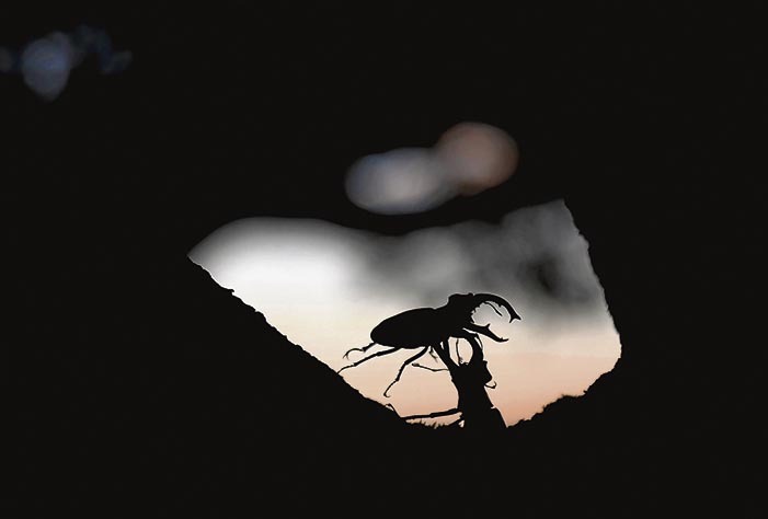 El verano, junto a finales de la primavera, constituyen los únicos momentos en los que desarrollan su vida adulta dentro del año.