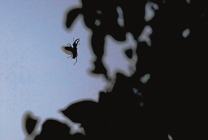 Un macho de ciervo volante sobre el tronco de un roble centenario al atardecer. En la imagen inferior, otro macho de esta especie emerge de una oquedad del tronco de un roble a la caída.