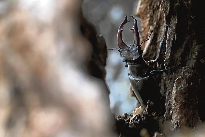 Diferentes momentos de este animal con las últimas luces del día.
