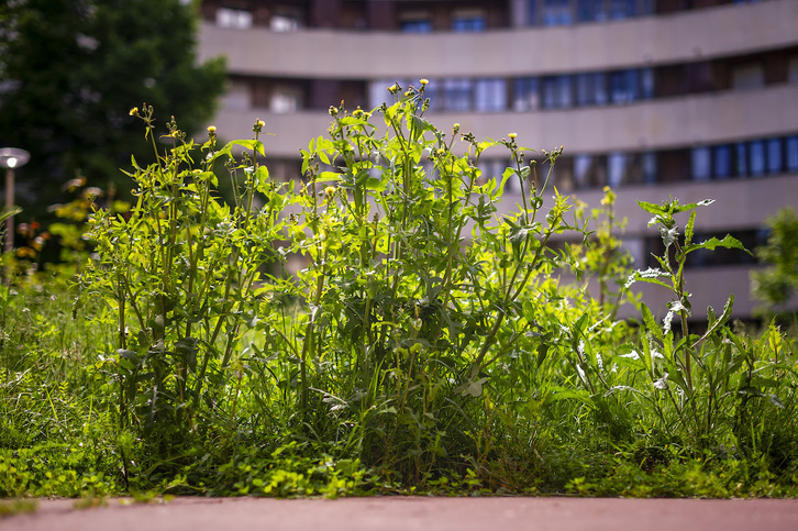 Los jardineros de Gasteiz llevan más de 80 días de huelga indefinida.
